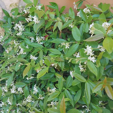 Monolocale Il Corbezzolo 아파트 산타테레사의갈루라